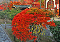 四季折々の観葉植物
